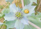 Charles Perryman - Grove Snail on Sea Holly - Rose Bowl for best beginners' image.jpg